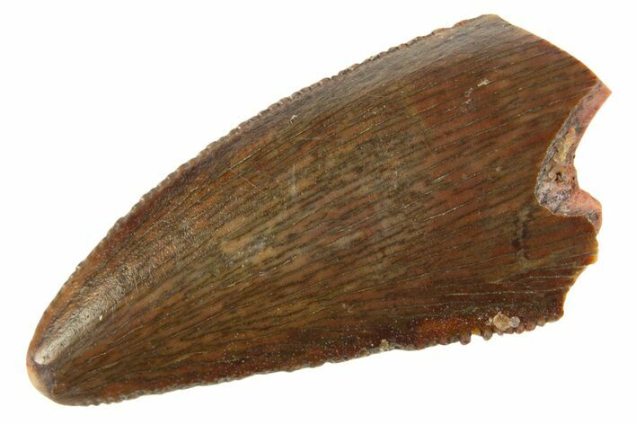 Serrated Raptor Tooth - Real Dinosaur Tooth #332147
